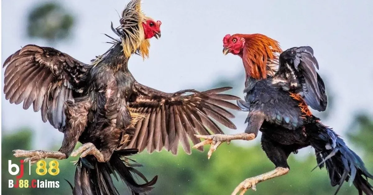 Quy tắc cơ bản trong đ&aacute; g&agrave; cựa dao